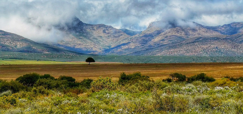 brazil global forests